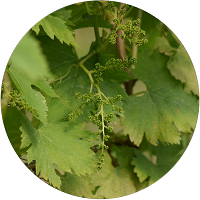 Les vignes dans les champs